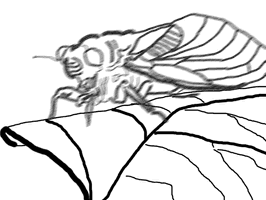 I Killed The Cicada