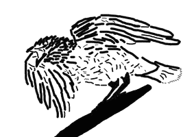 The Pecking Crow