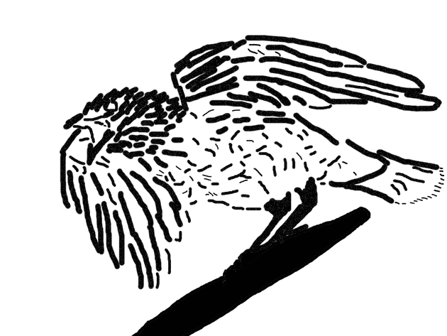 The Pecking Crow Crying